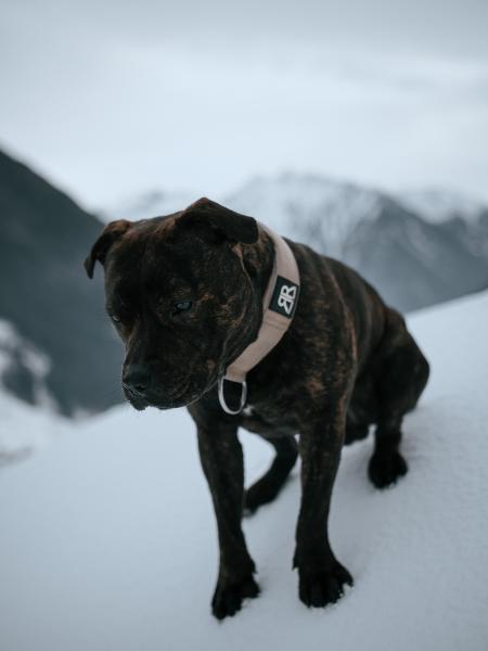 Staffy | Staffordshire Bullterrier Deckrüde